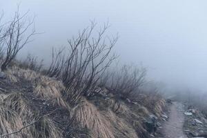 Annapurna Base Camp trekking road view in Nepal, background in mountain Nepal photo
