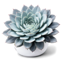 Ghost Plant pale gray blue rosette of succulent leaves in a white ceramic pot png