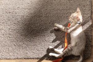 On the rug that was placed on the wood floor, the gray and brown kitten cat was sleeping in the shadow of the sunlight. photo