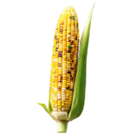 Grilled corn on the cob char grilled butter brushed sprinkle of herbs Culinary and Food png