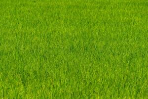 Close up to the beautiful Green paddy rice field from drone view for background. photo