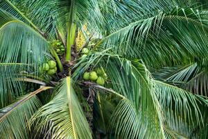 coconut tree, Cocos nucifera is a member of the palm tree family, Arecaceae and the only living species of the genus Cocos. photo