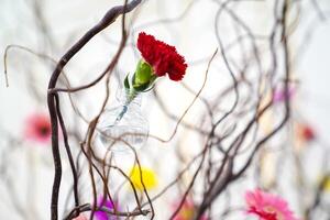 Dried and preserved flower stems comes in different colors Pink, yellow, red, purple, and white. This background shoot in light studio. photo