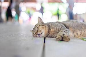 A gray funny drunk cat is sleeping after take a root of indian copperleaf catnip on the wooden floor. photo