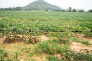 In a farm There are many cassava trees planted in rows. It is located in East of Thailand at Rayong Province. photo