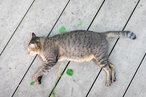 A gray funny drunk cat is sleeping after take a root of indian copperleaf catnip on the wooden floor. photo