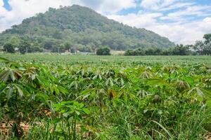 In a farm There are many cassava trees planted in rows. It is located in East of Thailand at Rayong Province. photo