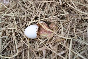 The Leghorn chick newborn was hatched from an egg in the nest. photo