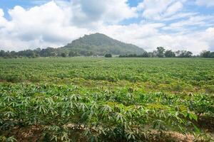 In a farm There are many cassava trees planted in rows. It is located in East of Thailand at Rayong Province. photo