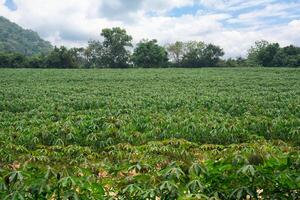 In a farm There are many cassava trees planted in rows. It is located in East of Thailand at Rayong Province. photo
