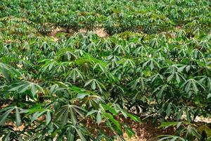 In a farm There are many cassava trees planted in rows. It is located in East of Thailand at Rayong Province. photo