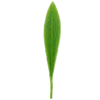 Sedge Leaf long green leaf with a triangular cross section and a slightly rough texture png