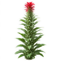 Pineapple Sage Plant fuzzy green leaves with a pineapple scent and spikes of red flowers png