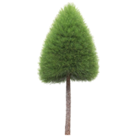 Pine Tree evergreen tree with a straight trunk and clusters of long thin needles swaying png