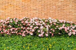 The backdrop of Brick wall with pink - white flower on the bottom for architecture and nature combination background story. photo