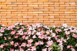 The backdrop of Brick wall with pink - white flower on the bottom for architecture and nature combination background story. photo