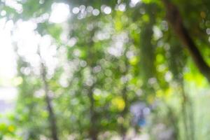 Abstract Bokeh Tree Green colour background in summer of the sun photo