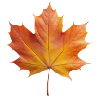 détaillé image de un l'automne érable feuille sur une transparent Contexte png