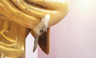 There is a white bee nest occur under arm of golden big Buddha statue that have smooth skin. photo