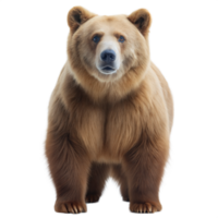 Front view of a brown bear standing upright on its hind legs, looking directly at the camera, isolated on a transparent background. png
