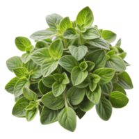 Bunch of fresh oregano leaves, vibrant green and aromatic, isolated on a transparent background. png