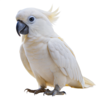 White cockatoo standing upright with its crest slightly raised, isolated on a transparent background. png