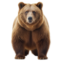 Brown bear standing on its hind legs, facing forward with a direct gaze, isolated on a transparent background. png