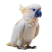 cacatúa con blanco plumas y un elevado cresta, encaramado y mirando oblicuo, aislado en un transparente antecedentes. png