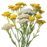 Cluster of yellow and white yarrow flowers, with green stems and leaves, isolated on a transparent background. png