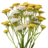 Yellow and white yarrow flowers in full bloom, with green foliage, isolated on a transparent background. png