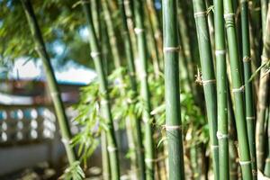 in close up view on the group of proximity to a bamboo trees in a sunny outdoor area photo