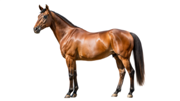 Side view of a shiny brown horse standing on a transparent background png