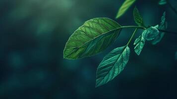 The leaves are colorful and fresh and beautiful. photo