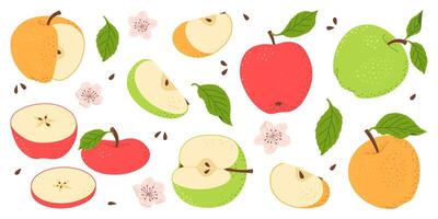 Apple fruit set. Whole, half, slice of red green and yellow apple fruit with green leaves and flowers collection. Hand drawn flat style isolated illustration vector
