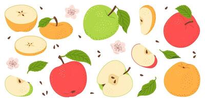 Apple fruit set. Whole, half, slice of red green and yellow apple fruit with green leaves and flowers collection. Hand drawn flat style isolated illustration vector