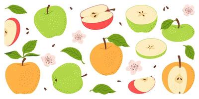 Apple fruit set. Whole, half, slice of red green and yellow apple fruit with green leaves and flowers collection. Hand drawn flat style isolated illustration vector