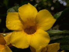 Cicada Flower adorned with gentle rain droplets photo