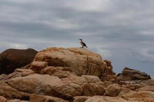 Cormorant Watching The Waves photo