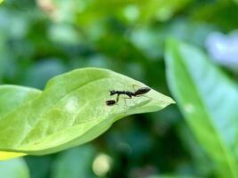 a small ant is sitting on a leaf photo
