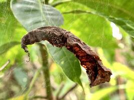 a dried leaf hanging from a spider's web photo