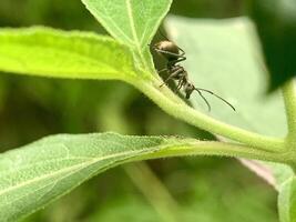 a small insect sitting on a leaf photo