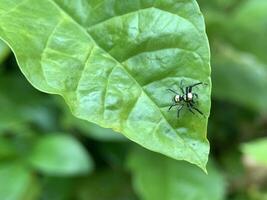 a small spider on a leaf photo