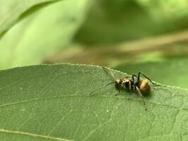 a small insect sitting on a leaf photo