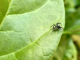 a small spider on a leaf photo
