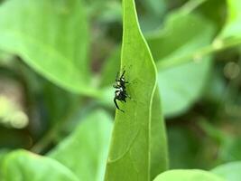 a small spider on a leaf photo