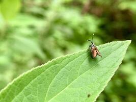 a small bug sitting on top of a leaf photo