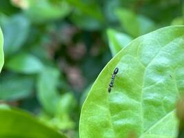 a small ant is sitting on a leaf photo