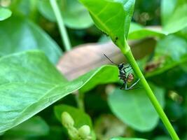 a small insect on a leaf in the garden photo
