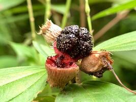 Kemikii fruit is a favorite food for birds in the forest photo