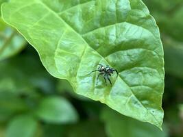 a small spider on a leaf photo